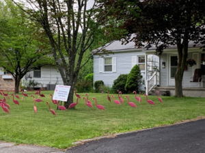 Flamingos bring smiles during quarantine.