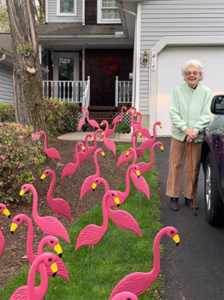 Flamingos bring smiles during quarantine.