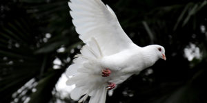 dove in flight