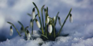 Snowdrop flowers blooming in snow.