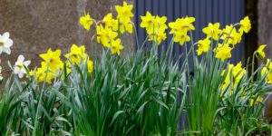 Daffodils in a row