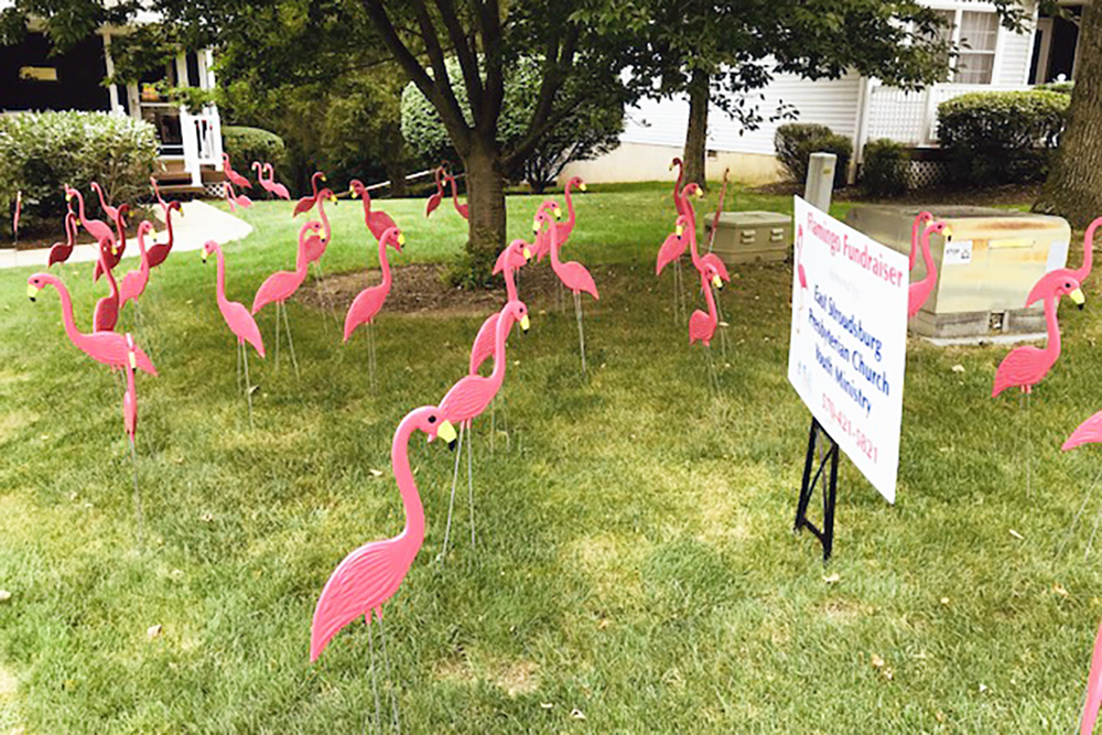 Youth Flamingo Fundraiser | Flamingos cover the lawn..